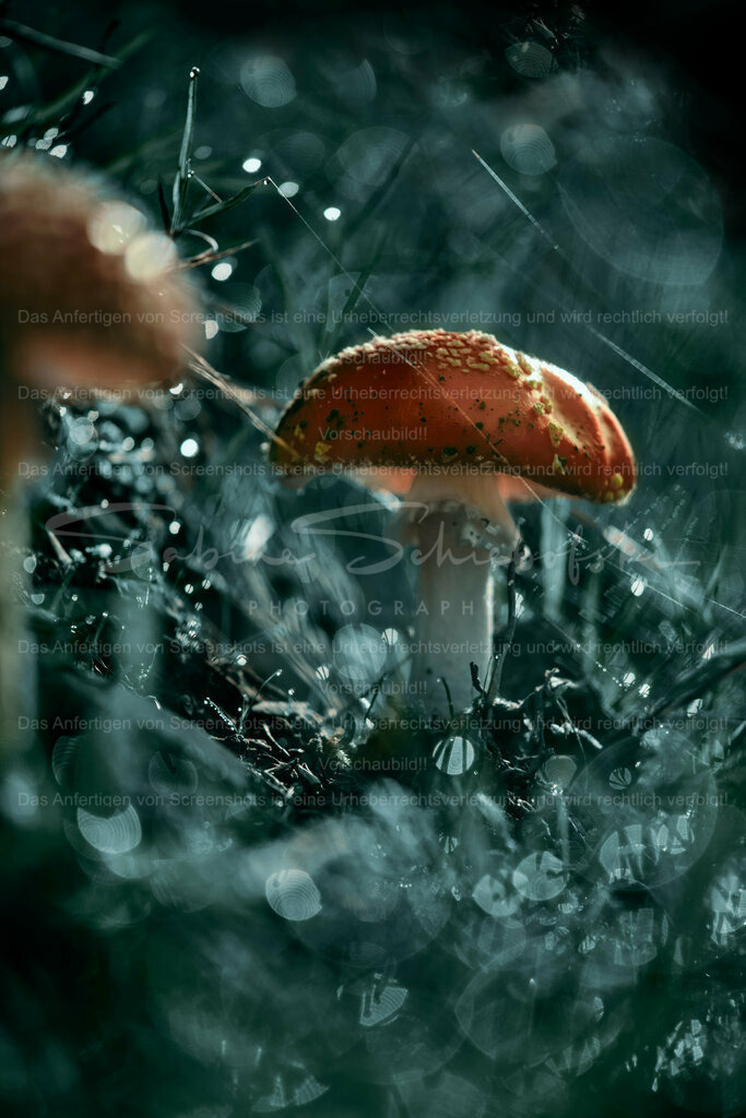 Wandbild Fliegenpilz | People- und Tierfotografie, Imageaufnahmen, Veranstaltungsfotografie und Wandbilder aus der Natur ★ Made in Germany ✔️ Druck + Downloads ✔️ Naturfotografie in Top Qualität ★ schneller Versand, weltweite Lieferung! - Realisiert mit Pictrs.com
