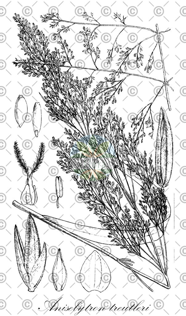 HistAbb_wfo-0000088632_1_ENZY_Simple | Historische Abbildung von Aniselytron treutleri - Poaceae | Historical Illustration of Aniselytron treutleri - Poaceae