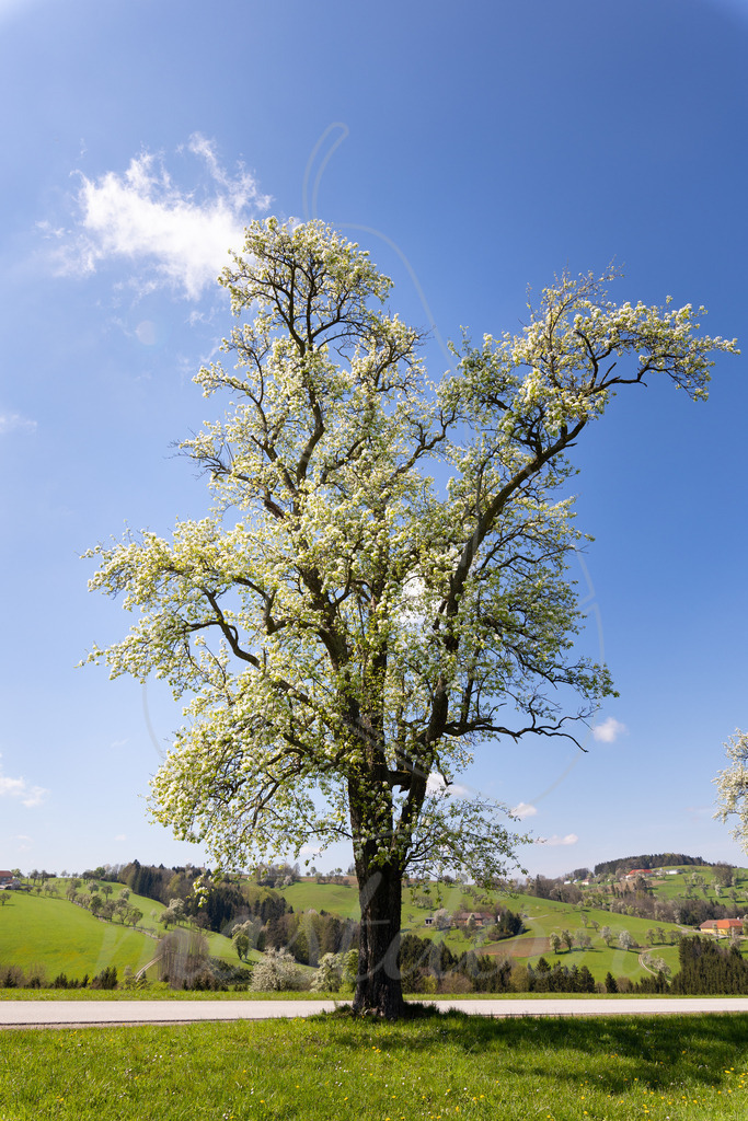 Birnbaumblüte Mostviertel | Bei Veröffentlichung des Bildes ist eine Namensnennung wie folgt erforderlich: 
Foto: Mostdirn Irmgard Wieser - Realisiert mit Pictrs.com