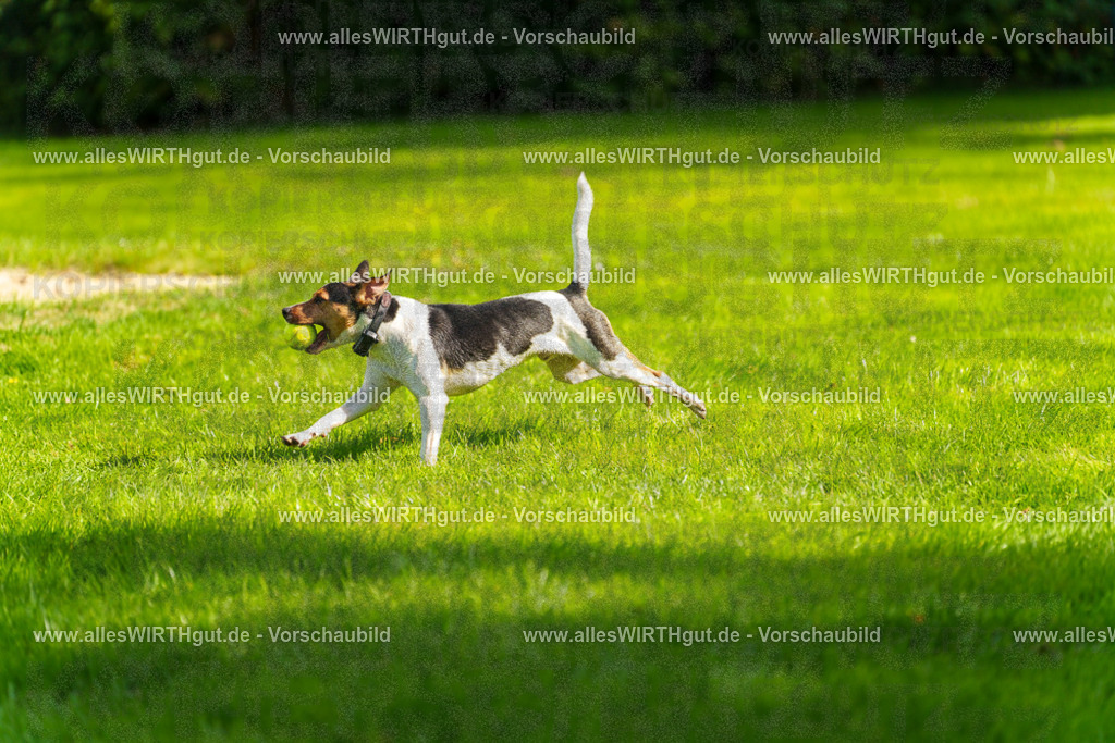 Hundeschwimmen_Grefrath_2026-allesWIRTHgut_Tierfotografie-13_42-7R508493 | Professionelle Tierfotografie in Mönchengladbach von Daniel Wirth (allesWIRTHgut). Liebevolle & natürliche Bilder von Hunden & Katzen für unvergessliche Erinnerungen.