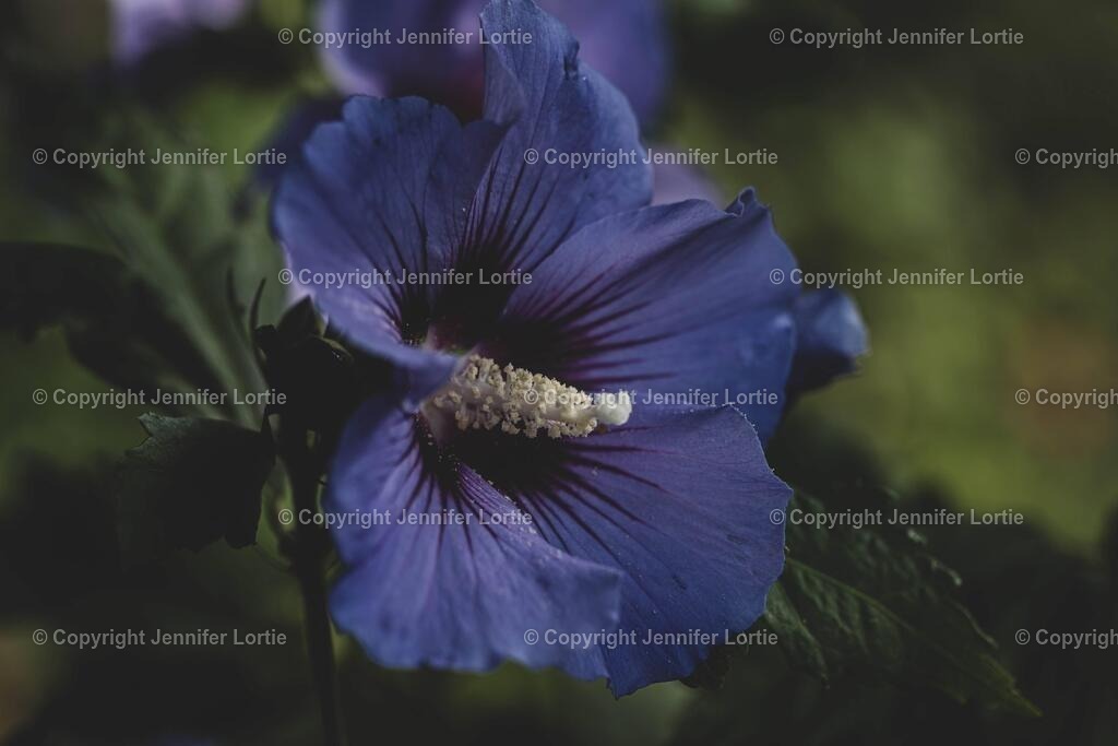 Hibiskus_Garten | Kreative Naturaufnahmen als hochwertige Druckprodukte kaufen. - Realisiert mit Pictrs.com