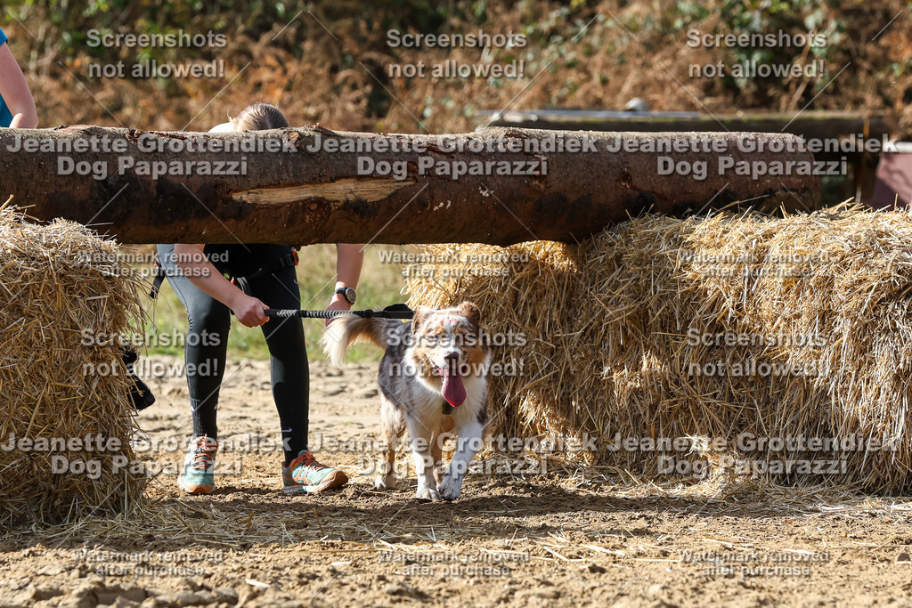 Dog Paparazzi - Strongdog 10-25-5339 | Dog Paparazzi Jeanette Grottendiek Fotografie & Videografie - Realisiert mit Pictrs.com