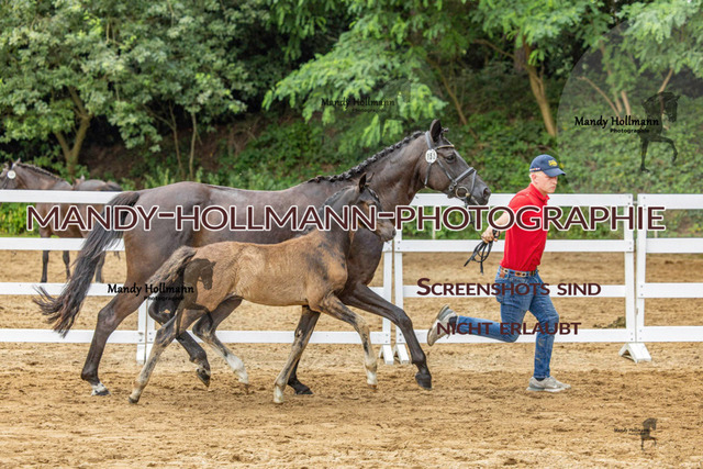 Sage Haast DR-772 | mandyhollmannphotographie