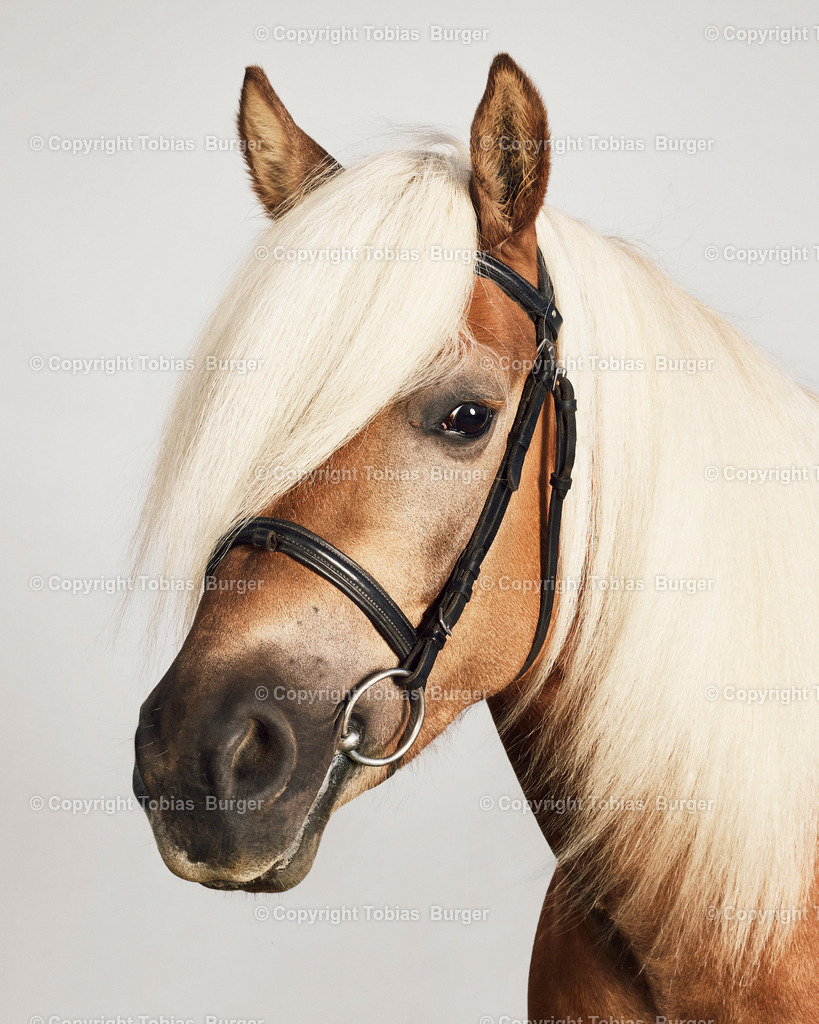 haflinger10734 | Willkommen im Online-Shop von studio27!
 - Realisiert mit Pictrs.com