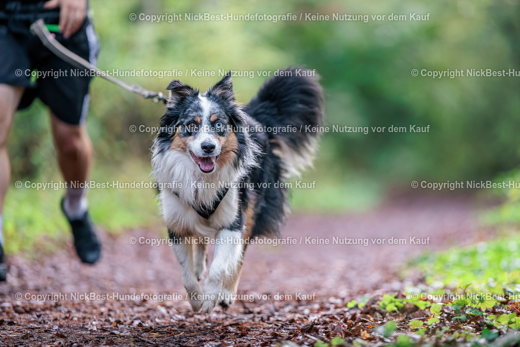 THS-HSV-Blumenthal-2026-Nickbest-Hundefotografie-0108 | Dein Hund! Dein Moment! Deine Erinnerungen! Hundefotografie in Bremen Blumenthal. Ich fange die besonderen Momente deines Vierbeiners ein – ob Indoor mit Blitzanlage oder in der freien Natur. Sicher dir dein Moment und dein Termin für eure Erinnerungen.