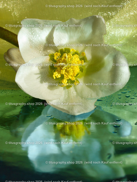 titusgraphy_P2244265-vz-ln | titusgraphy-shop: Geschenkideen mit Qualitätsfotos. titusgraphy-shop: gift ideas with quality photos. titusgraphy-shop: idées cadeaux avec photos de qualité.  - Realisiert mit Pictrs.com