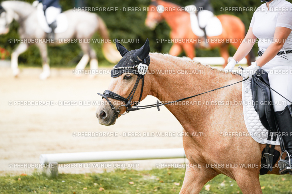 DSC01427 | Pferdegrafie