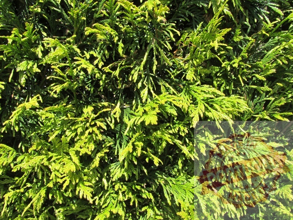 Thuja leaves forming a vibrant green natural texture outdoors | Green thuja leaves growing creating natural texture background - Realisiert mit Pictrs.com