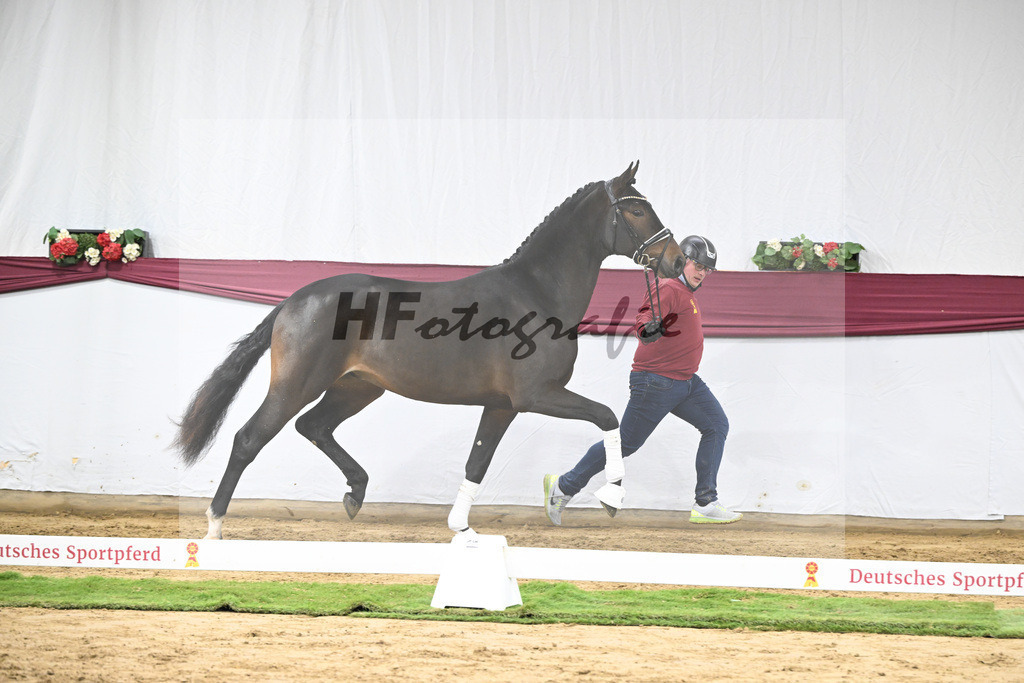 Kat-Nr. 67 Extra Gold x Showmaker_Matthias Schlamminger GmbH_47252529 | hf-fotografie - Realisiert mit Pictrs.com