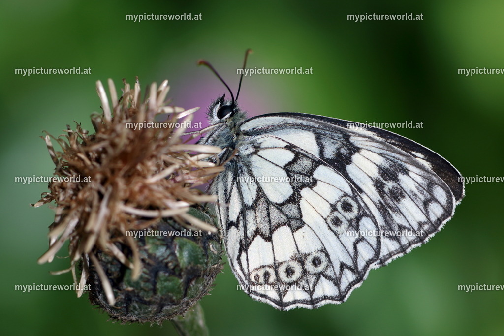 Melanargia galathea-016 | Das Bilderarchiv über Tiere, Planzen und Landschaften. In der Bilddatenbank finden Sie ein große Auswahl an hochwertigen Bilder für Ihre Werbung - Realisiert mit Pictrs.com