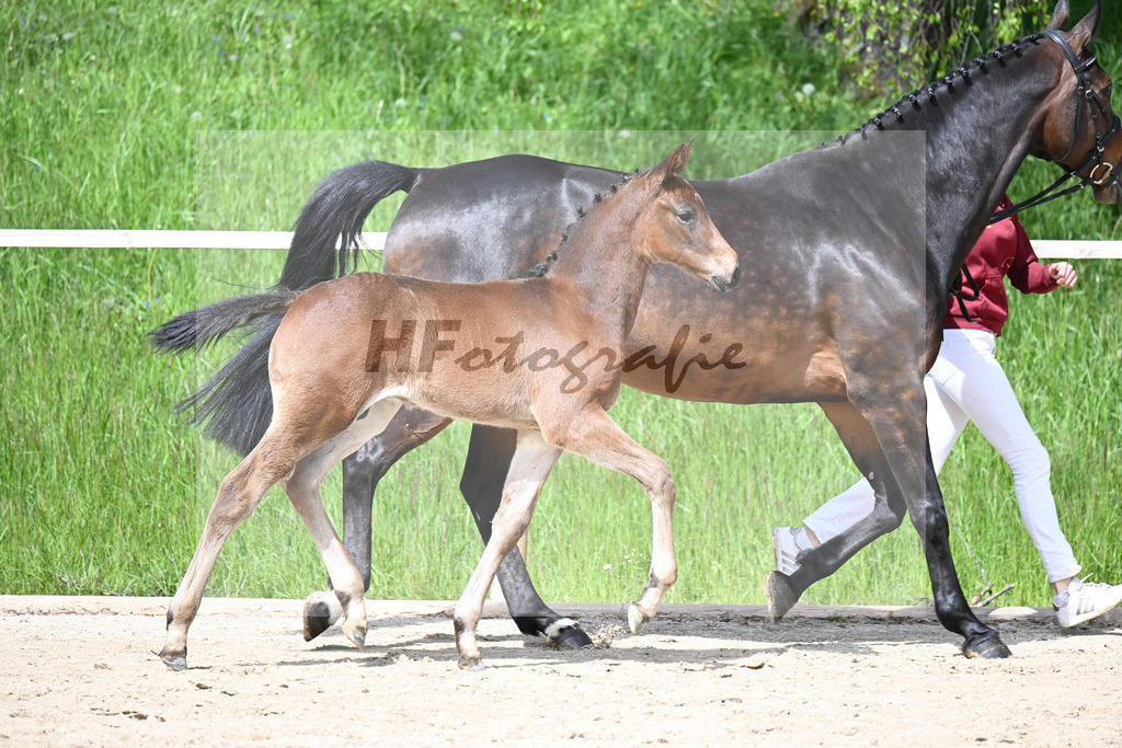Adzaro de L Abbaye B x Cornet Obolensky_HF_Berger_11240268 | hf-fotografie - Realisiert mit Pictrs.com