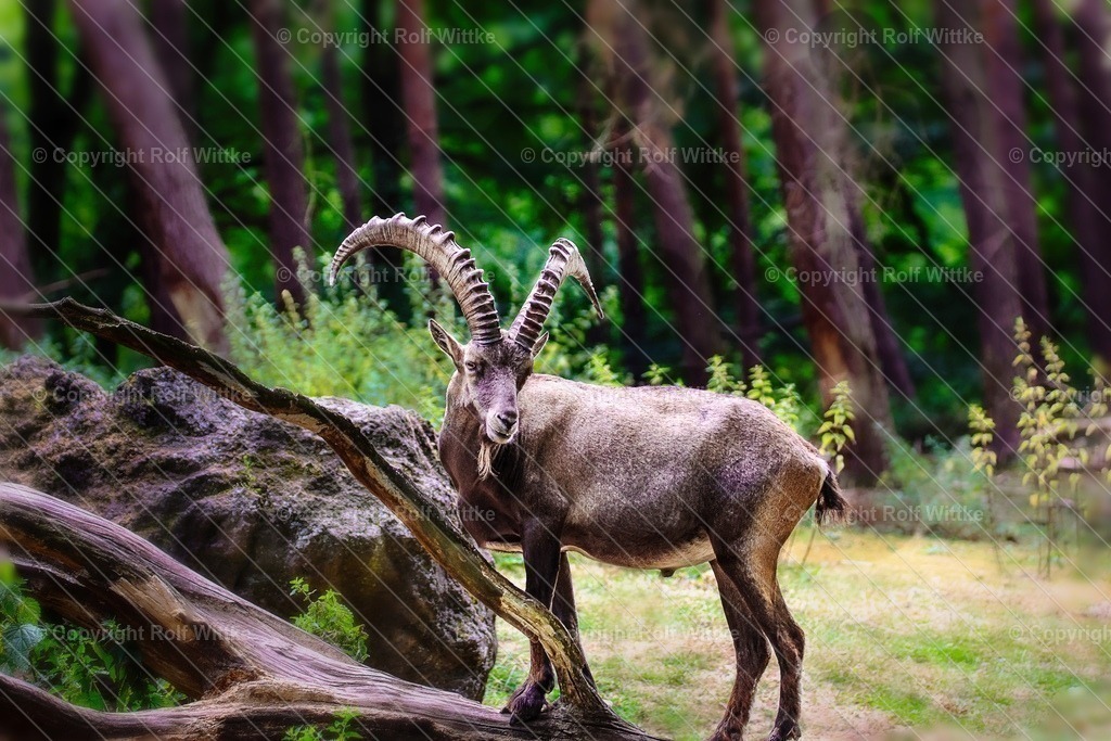 Steinbock2 | Der Steinbock im Tal - Realisiert mit Pictrs.com