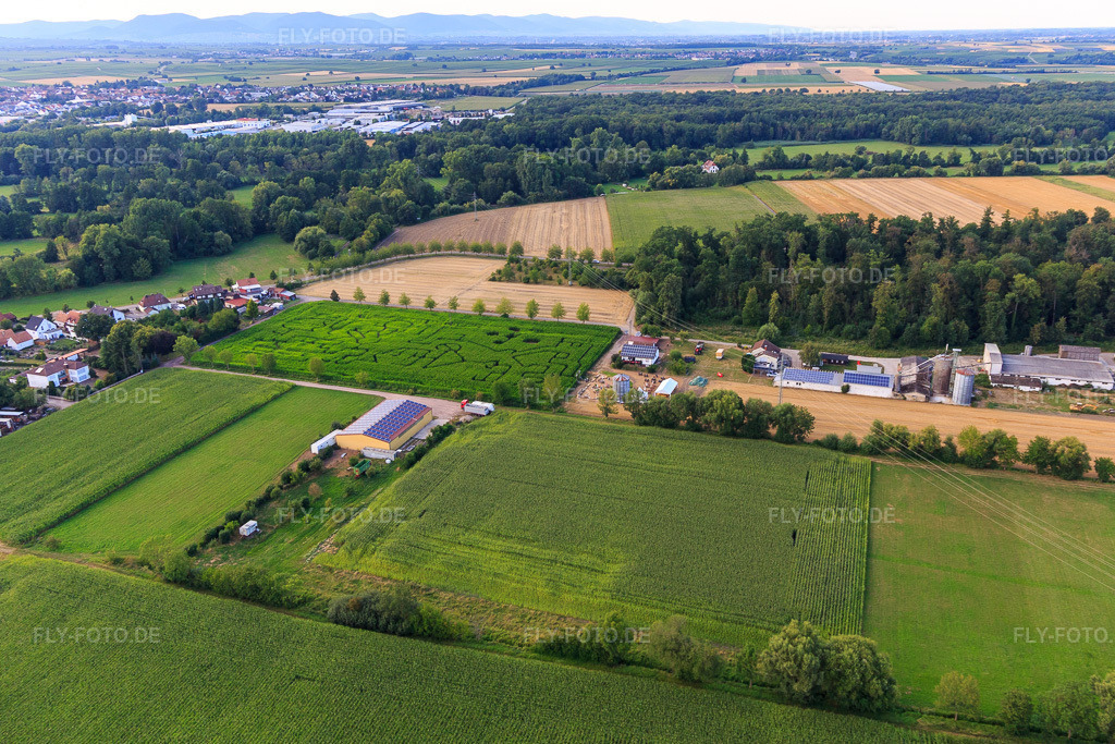 Luftbild: Maislabyrinth am Seehof in Steinweiler im Bundesland Rheinland-Pfalz in Deutschland. Foto: IMG_109019.jpg vom 19.07.2018 durch Werner Riehm/FLY-FOTO.de