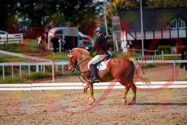 2026_10_03_Siefer-Hof_122030_Z63_43206576 | Professionelle Reitsport-, Turnier- und Eventfotografie von Robert Broda. Galerien mit ausgewählten und bearbeiteten Bildern direkt online ansehen und bestellen.