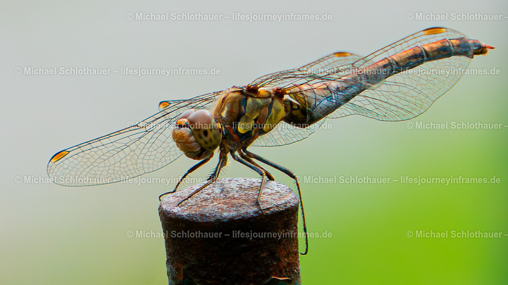 Libelle | Wildlife- und Landschaftsfotografie als Wandbild, Poster & mehr. Einzigartige Naturmomente aus Neuseeland, Norwegen & weltweit – fotografiert von Michael Schlothauer. - Realisiert mit Pictrs.com
