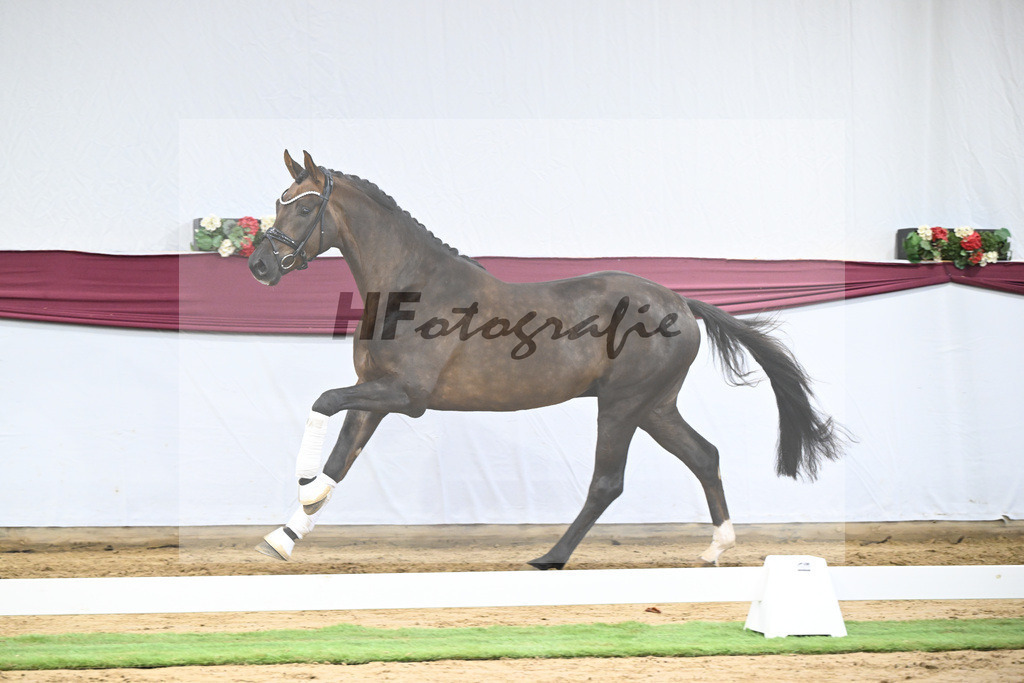 Kat-Nr. 63 Feliciano x Don Martillo_Michaela Rupp_47252435 | hf-fotografie - Realisiert mit Pictrs.com