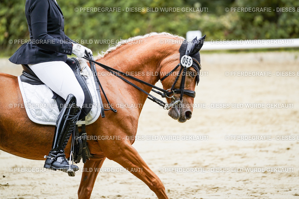 DSC04234 | Pferdegrafie