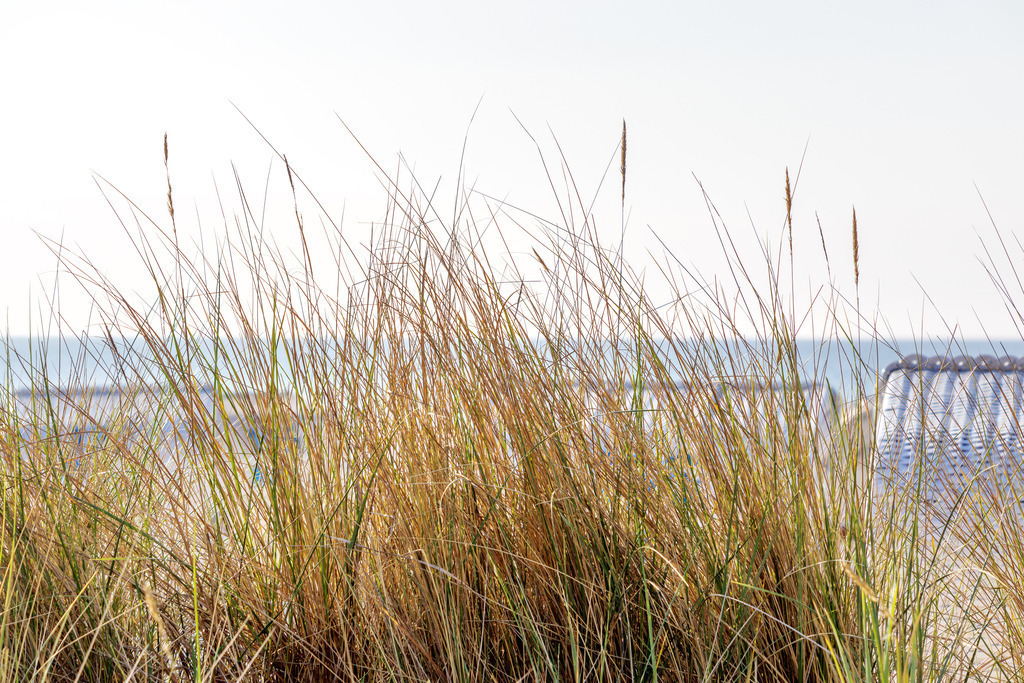 Wandbild: Strandhafer am Strand in Grömitz | Ein klassisches Ostsee-Motiv mit natürlicher Eleganz – dieses Wandbild zeigt wunderschönen Strandhafer direkt am Strand in Grömitz an der Lübecker Bucht. Die filigranen Grashalme fangen die maritime Atmosphäre perfekt ein, während im Hintergrund Strandkörbe und das Meer sanft in der Unschärfe erscheinen. Ein harmonisches Motiv, das Küstenflair und Entspannung in Ihr Zuhause bringt. - Realisiert mit Pictrs.com
