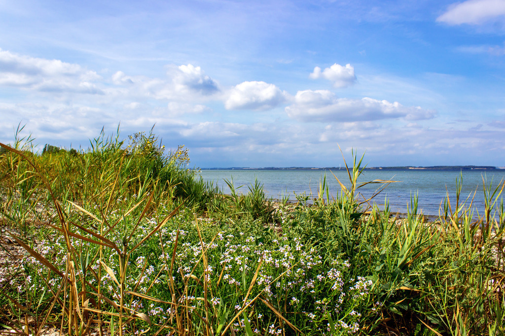 Wandbild: Blühende Küste – Habernis zwischen Wasser und Wiese | Dieses Wandbild zeigt die zarte Seite der Küstenlandschaft von Habernis an der Flensburger Förde. Im Vordergrund blühen weiße Wildblumen zwischen hohem Gras, während sich die steinige Uferlinie sanft zum ruhigen Wasser hin öffnet. Der Blick schweift über die Förde bis zum gegenüberliegenden Ufer – begleitet von einem Himmel, der zwischen Licht und Wolken balanciert. Erhältlich als Leinwand, Alu-Dibond, Acrylglas, FineArt Papier oder als Akustikbild, bringt dieses Motiv die stille Schönheit norddeutscher Natur in deine Räume. Ideal für alle, die sich nach Ursprünglichkeit, floraler Leichtigkeit und maritimer Gelassenheit sehnen – ob im Wohnzimmer, Büro oder Ferienhaus.Ein Küstenmoment voller Poesie – blühend, beruhigend und naturverbunden. - Realisiert mit Pictrs.com