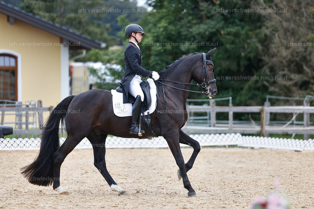 12-229-DRESSUR  S___  -StoibPH-5332 | working equitationturnier fotograf videograf stoibphotography marixx film working equitation deutschland reitsport turnierfotografie eventfotografie equestrian events