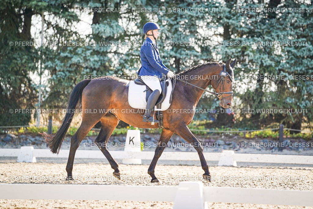 DSC09163 | Pferdegrafie