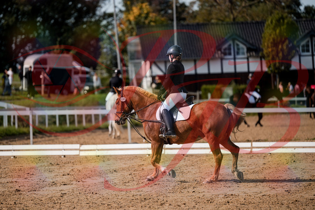 2026_10_03_Siefer-Hof_122030_Z63_43136569 | Professionelle Reitsport-, Turnier- und Eventfotografie von Robert Broda. Galerien mit ausgewählten und bearbeiteten Bildern direkt online ansehen und bestellen.