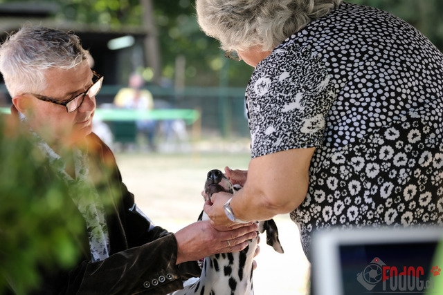 Dalmatiner Hilden | Dalmatiner, Regionalgruppenausstellung Regio West Hilden. Richterin Sivia Weber-Martegani.  in Hilden  03.09.2022 Foto: Leo Wyden