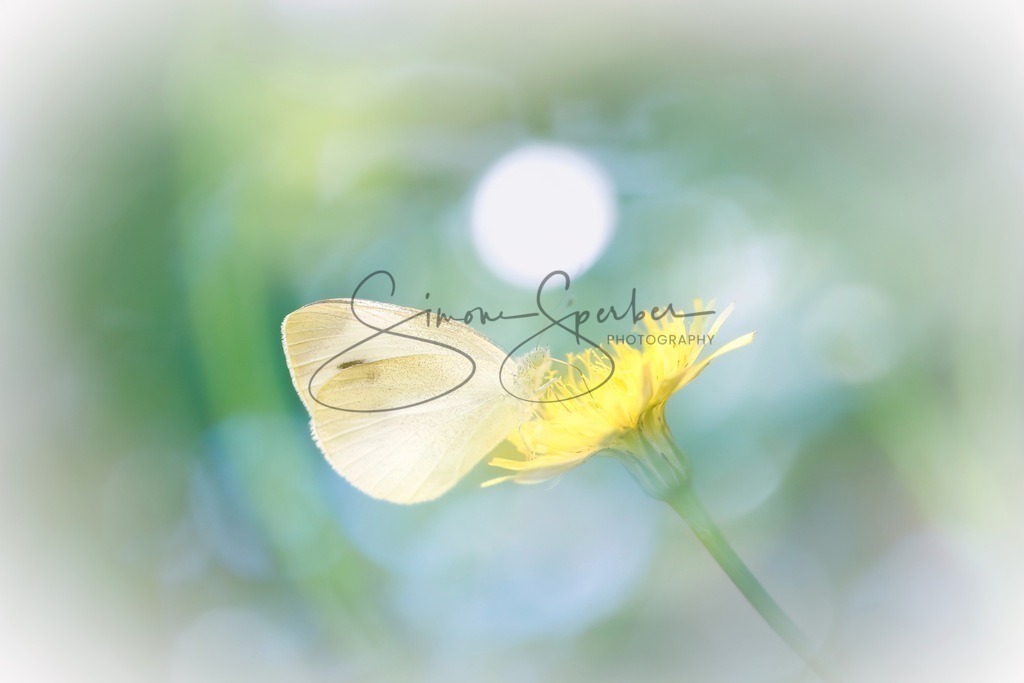 Kohlweißling  | Simone Sperber, svb-photography,Fotografin,Bilddesignerin,Naturfotografie,Macrofotografie,Tierfotografie,Wildtierfotografie,Ausstellungen,Auftragsfotografie,Kunst,Art,Photographer,Shootings,Bildberatbeitung,Galerie,Shop