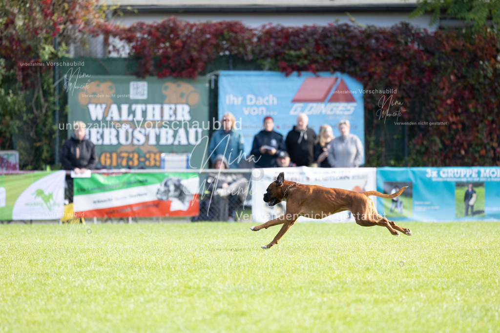 _16A6794 | Einzigartige Fotos von Hunden & Menschen –Actionfotos, Portraits, Vereinsaufnahmen & Paarshootings – authentisch, lebendig & mit Herz.