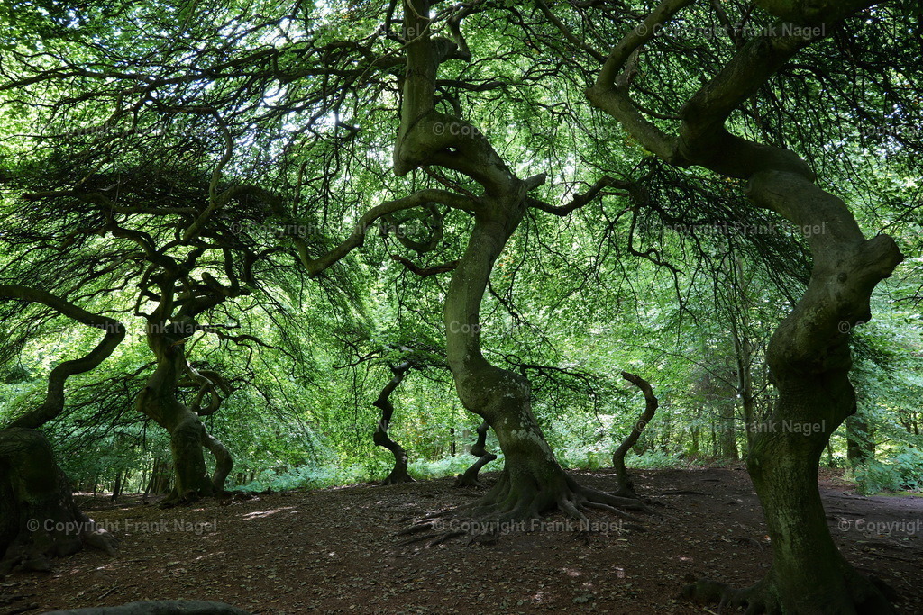 Hexenwald im Waldpark Semper | Der Hexenwald befindet sich auf der Insel Rügen im Ort Lietzow im Waldpark Semper und besteht aus Krüppel- bzw. Süntelbuchen.  - Realisiert mit Pictrs.com