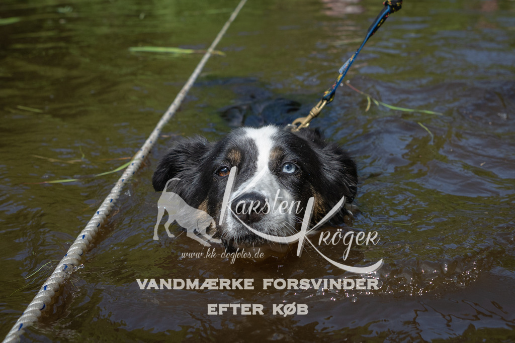 1206DKK991804 | kk-dogfotos
