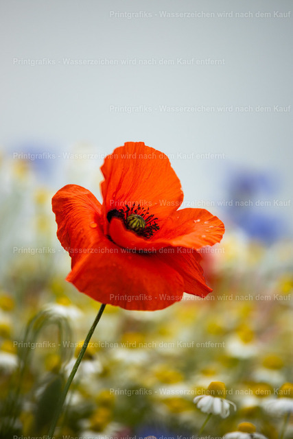 Mohnblume im Sommerlicht | Eine einzelne rote Mohnblume inmitten einer weichen Sommerwiese. Das warme Licht, die sanften Farben und der unscharfe Hintergrund verleihen dem Motiv eine ruhige, natürliche und poetische Stimmung. - Realisiert mit Pictrs.com