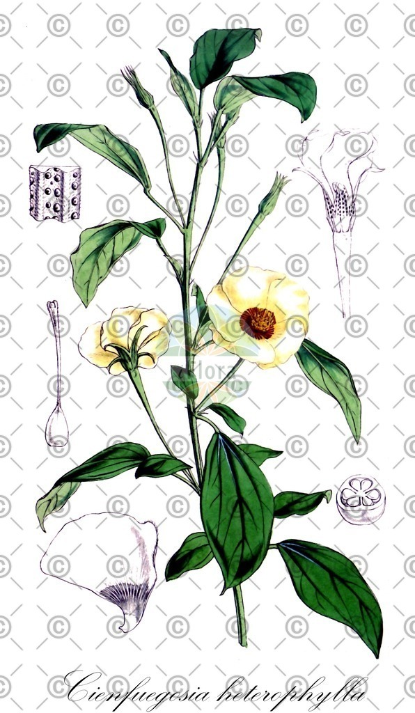 HistAbb_wfo-0000792940_1_ENZY_Simple | Historische Abbildung von Cienfuegosia heterophylla - Malvaceae | Historical Illustration of Cienfuegosia heterophylla - Malvaceae