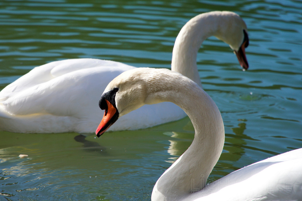 Schwäne | Schwäne - Realisiert mit Pictrs.com