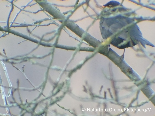 Mönchsgrasmücke | Verkauf von Fotos und  Videoclips zumThema Natur.Motive sind Pflanzen, Tiere, Landschaftenund Wetter - Realisiert mit Pictrs.com