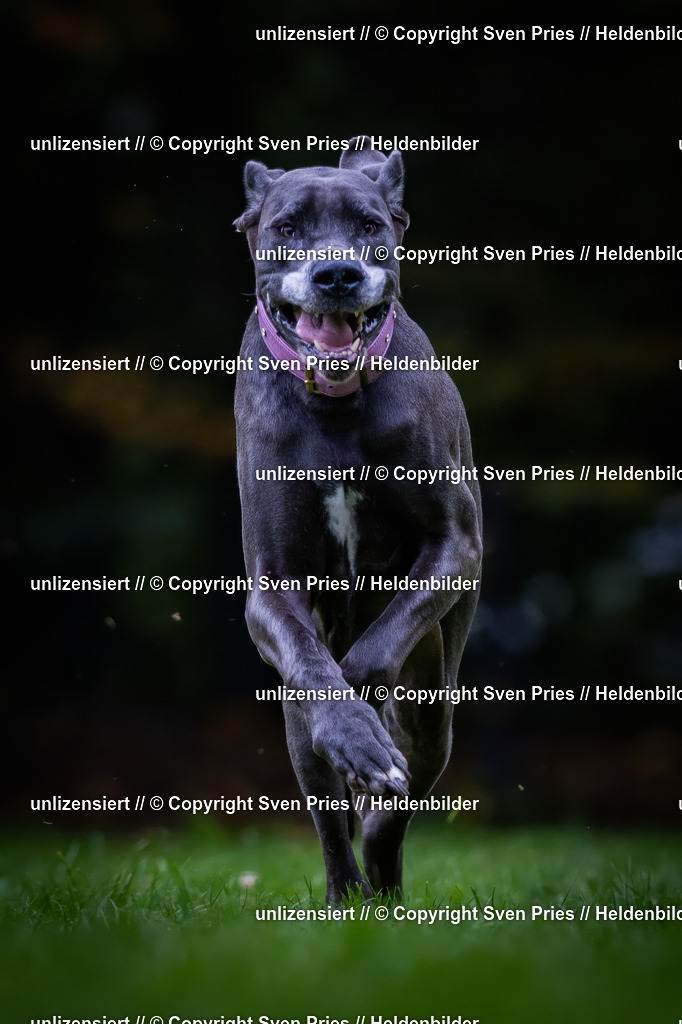 Sven Pries | 2024-10-19 - Hunderennen Ober-Grombach - Realisiert mit Pictrs.com