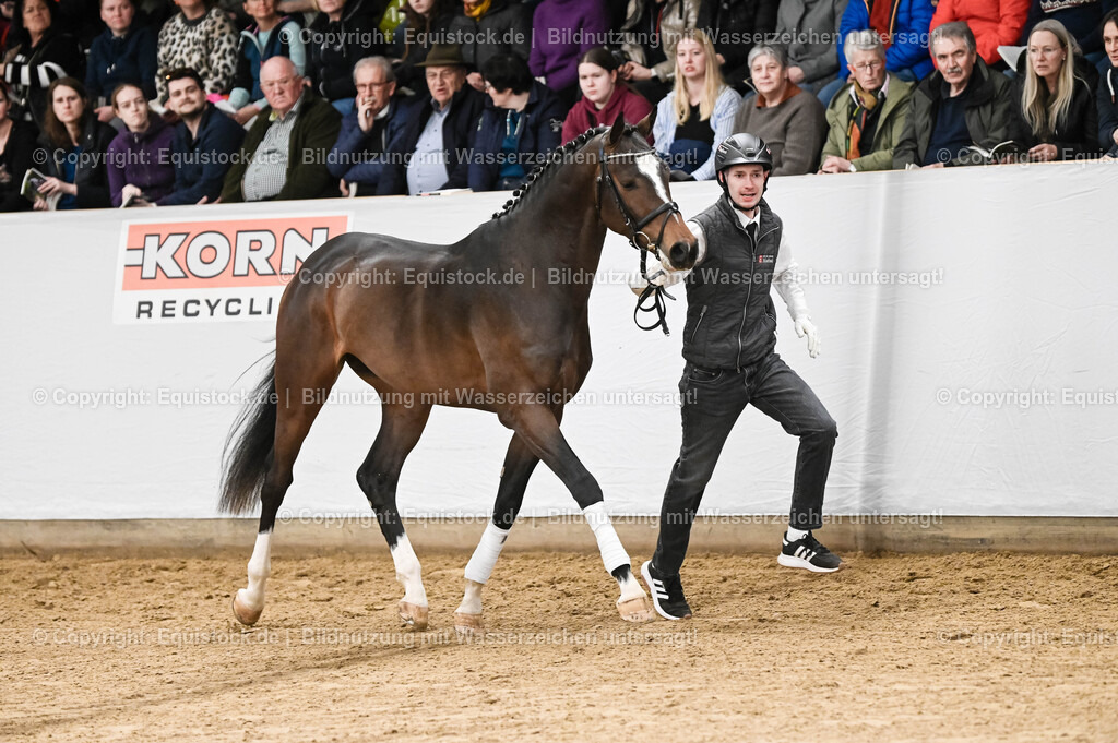 20260307_Hengstvorstellung-Marbach_0083 | equistock