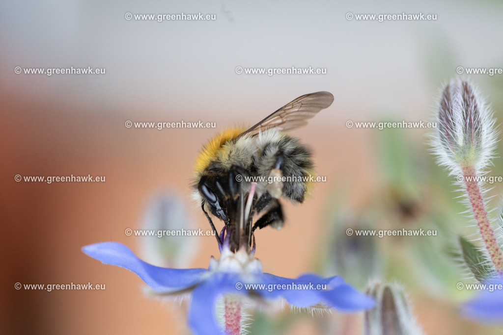 IMG_6884 | Greenhawks Bilder Shop für Landschaften, Urban, Tiere und weiteres als Poster Leinwand oder Fotogeschenk für Ostern Weihnachten oder Geburtstag  - Realisiert mit Pictrs.com