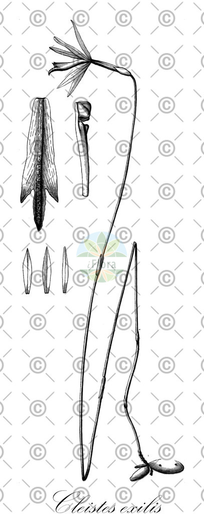 HistAbb_wfo-0000878273_1_ENZY_Simple | Historische Abbildung von Cleistes exilis - Orchidaceae | Historical Illustration of Cleistes exilis - Orchidaceae
