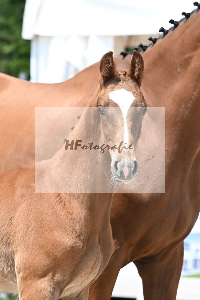 Zirocco Blue x Casall_HF_Simonet_12250808 | hf-fotografie - Realisiert mit Pictrs.com