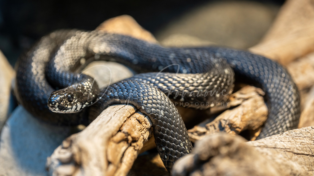 Ringelnatter | Eine wunderschöne Ringelnatter