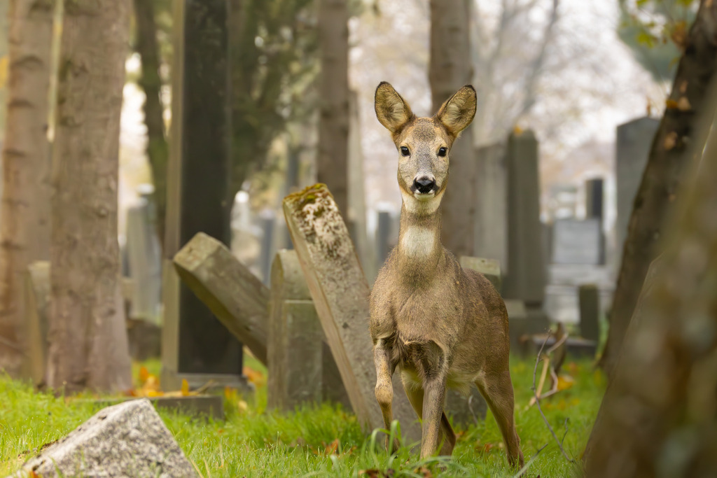 Das Reh | Das Reh (Capreolus capreolus) ist die häufigste und zugleich kleinste Hirschart in Europa und gilt als die am weitesten verbreitete Schalenwildart. Es gehört zur Familie der Hirsche (Cervidae) und bildet zusammen mit Elch und Rentier die Gruppe der Trughirsche. Man unterscheidet das Europäische Reh, das Sibirische Reh und das Mandschurische Reh. Die Tiere sind von graziler, schlanker Statur. Ein ausgewachsenes Reh erreicht eine Schulterhöhe von etwa 60 bis 80 Zentimetern und ein Gewicht zwischen 15 und 30 Kilogramm. Das Männchen wird als Rehbock, das Weibchen als Ricke oder Geiß bezeichnet. Die Jungen sind die Kitze. - Realisiert mit Pictrs.com