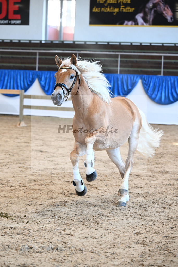 Kat-Nr. 23 Maverick v. Manu_Lechner_48250466 | hf-fotografie - Realisiert mit Pictrs.com