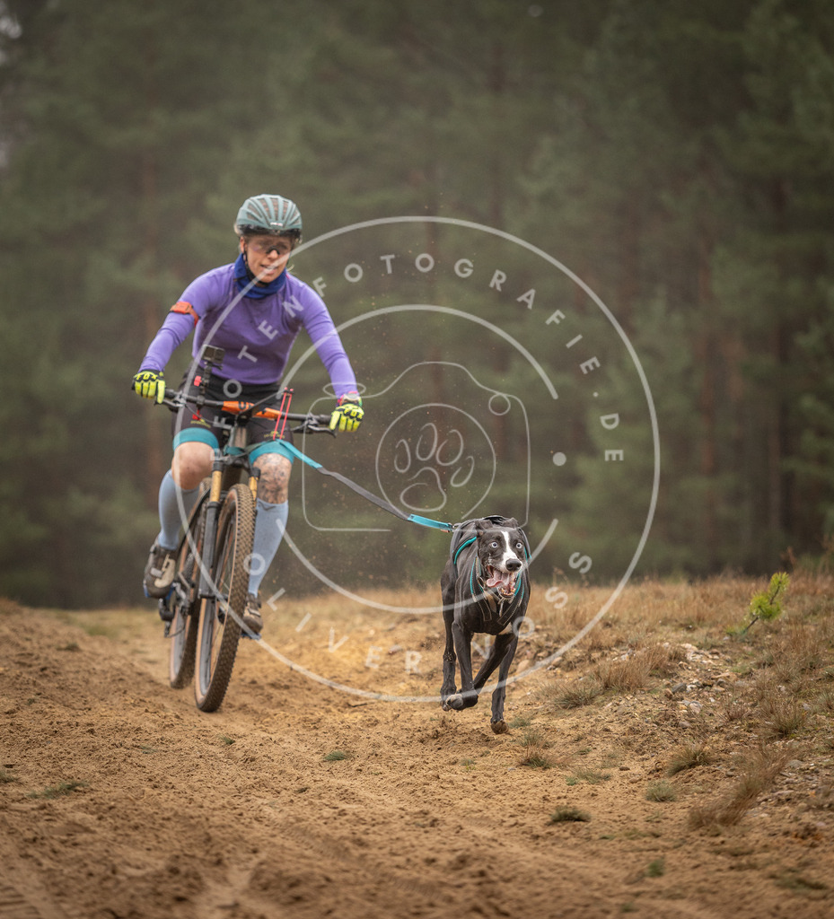 Pfotenfotografie_DV3A2822 | Hundefotografie, Tierfotograf, Pfotenfotografie, Fotoshooting Hund, Hunde Portrait, Hundesport, Hundeportraits, Heideshooting, Hunde, Sportfotograf, Hundefotograf, Turnierhundsport, THS,  - Realisiert mit Pictrs.com