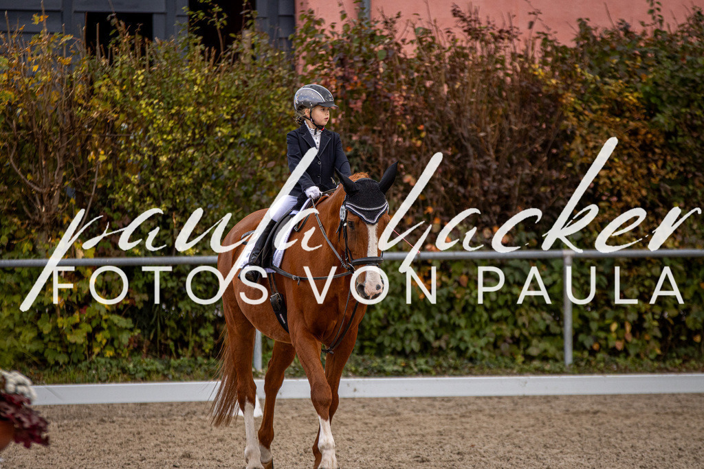 IMG_3560 | Erleben Sie dynamische Sport- und emotionale Tierfotografie in Süddeutschland mit Fotos von Paula. Spezialisiert auf Pferde- und Hundefotografie sowie Sportevents. Kontaktieren Sie mich für einzigartige und ausdrucksstarke Bilder Ihrer besonderen Momente. - Realisiert mit Pictrs.com