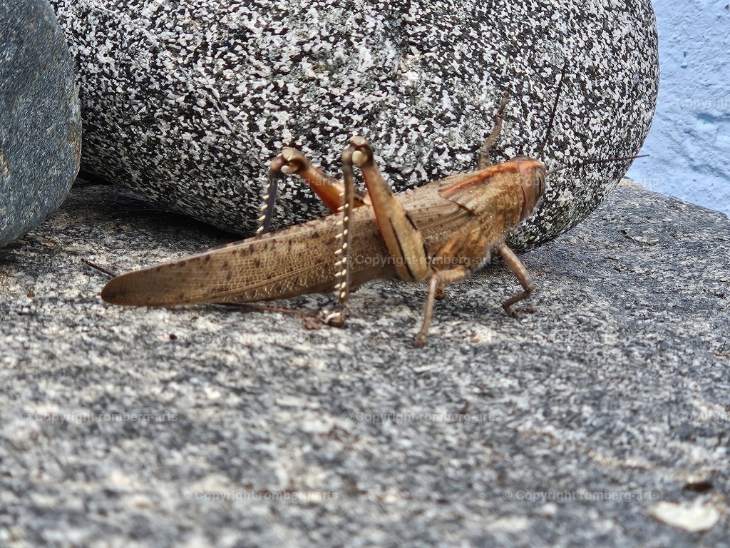 20241006_143352 | romberg-arts, romberg-arts.de, www.romberg-arts.de, Foto_Online_Shop, Julia Fuhrmann, Köln, Fotos, Fotografie, Fotokunst, Kunstdrucke, Naturfotos, Aktfotos, Nacktfotos, schwarz_weiß_Fotos, Blumenfotos, Blumen, Tiere, Beton, Korrosion, Lächeln, Drucke