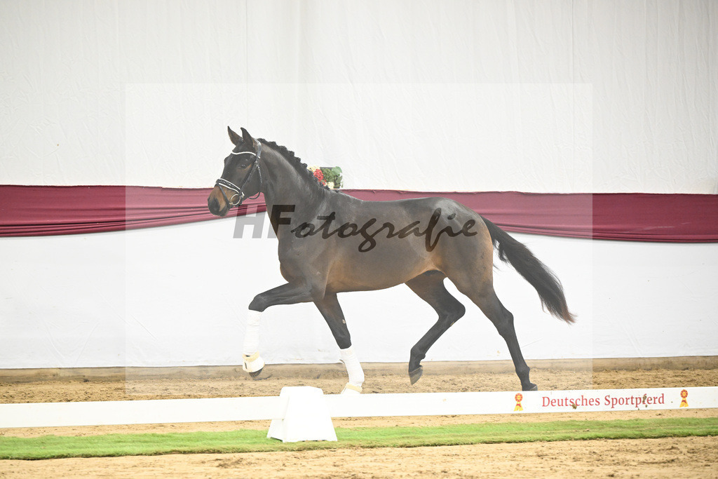 Kat-Nr. 109 Bon Courage x San Remo_Jakob u Martina Reglauer_47253676 | hf-fotografie - Realisiert mit Pictrs.com