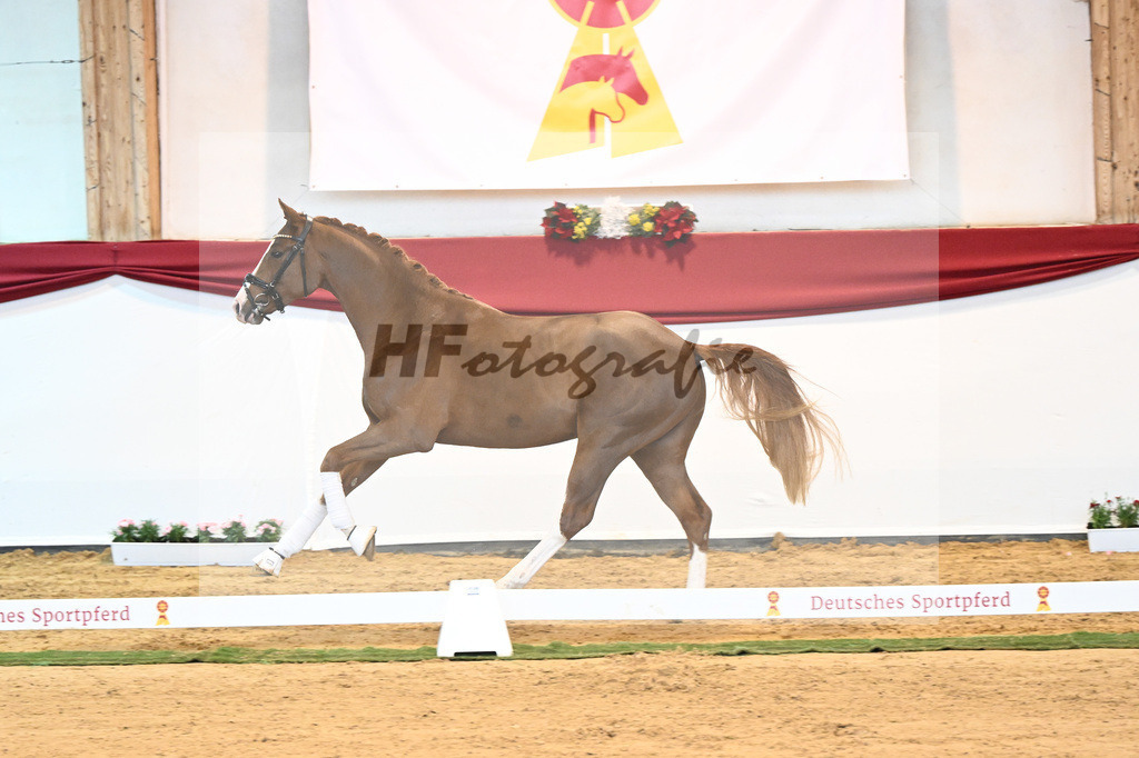 Kat-Nr. 5 Benicio x Florencio I_Lechl_43231626 | hf-fotografie - Realisiert mit Pictrs.com