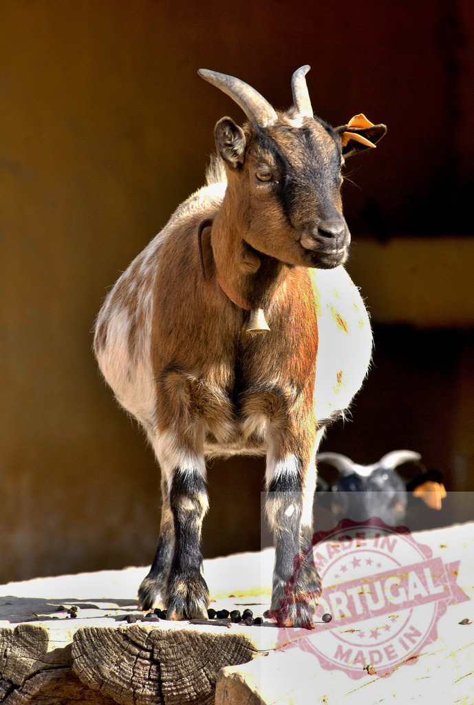 Domestic goat standing on a wooden beam, illuminated by sunlight | Brown and white domestic goat wearing bell collar standing outside - Realized with Pictrs.com