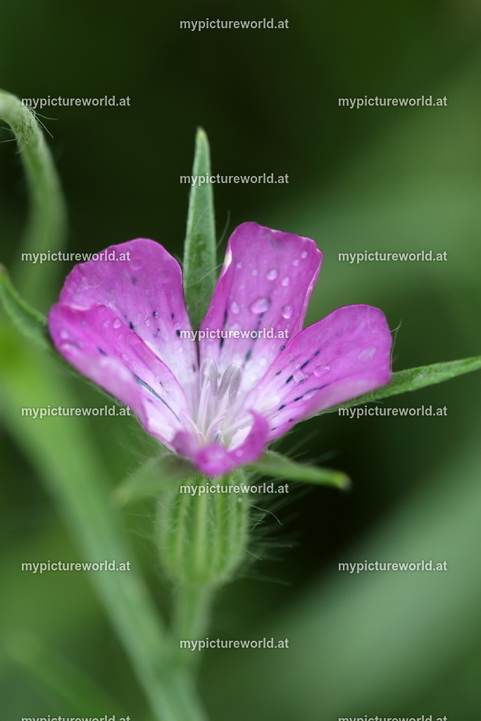 Kornrade-003 | Das Bilderarchiv über Tiere, Planzen und Landschaften. In der Bilddatenbank finden Sie ein große Auswahl an hochwertigen Bilder für Ihre Werbung - Realisiert mit Pictrs.com